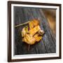 Snail's Pace-Danny Head-Framed Photographic Print