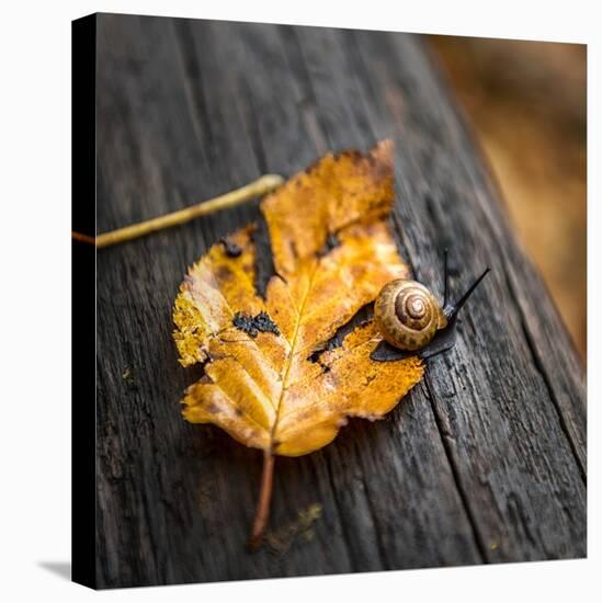 Snail's Pace-Danny Head-Stretched Canvas