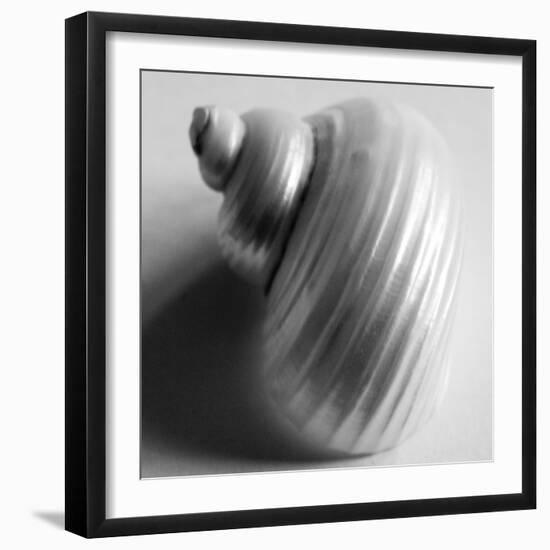 Snail Sea Shell-John Harper-Framed Giclee Print