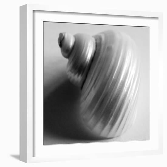 Snail Sea Shell-John Harper-Framed Giclee Print