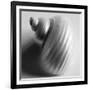 Snail Sea Shell-John Harper-Framed Giclee Print