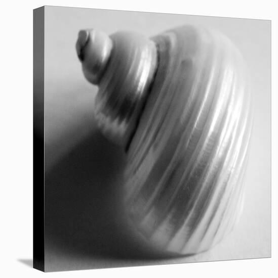 Snail Sea Shell-John Harper-Stretched Canvas