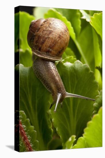 Snail, Seattle, Washington-Paul Souders-Stretched Canvas