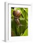 Snail, Seattle, Washington-Paul Souders-Framed Photographic Print