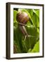 Snail, Seattle, Washington-Paul Souders-Framed Photographic Print