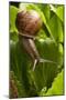 Snail, Seattle, Washington-Paul Souders-Mounted Photographic Print