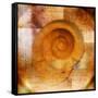 Snail Shell and Handwriting-Colin Anderson-Framed Stretched Canvas