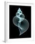 Snail Shell, Artwork-PASIEKA-Framed Photographic Print