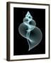 Snail Shell, Artwork-PASIEKA-Framed Photographic Print