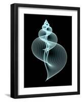 Snail Shell, Artwork-PASIEKA-Framed Photographic Print