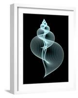 Snail Shell, Artwork-PASIEKA-Framed Photographic Print