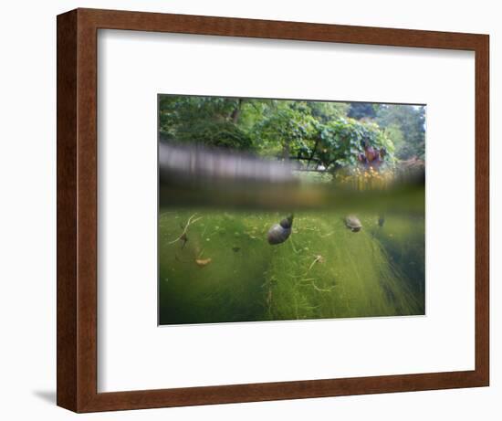 snail shells in garden pond-Nadja Jacke-Framed Photographic Print