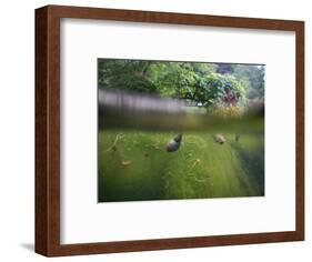 snail shells in garden pond-Nadja Jacke-Framed Photographic Print