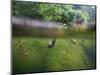 snail shells in garden pond-Nadja Jacke-Mounted Photographic Print