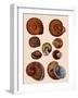 Snail Shells-null-Framed Giclee Print