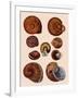 Snail Shells-null-Framed Giclee Print