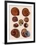 Snail Shells-null-Framed Giclee Print