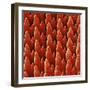 Snail Teeth-null-Framed Photographic Print