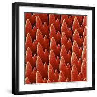 Snail Teeth-null-Framed Photographic Print