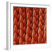 Snail Teeth-null-Framed Photographic Print