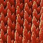 Laminate