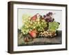 Snail with Grapes and Pears-Giovanna Garzoni-Framed Giclee Print