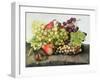 Snail with Grapes and Pears-Giovanna Garzoni-Framed Giclee Print