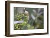 Snail with House on Green Flowers-Niki Haselwanter-Framed Photographic Print