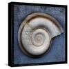 Snail-John Golden-Stretched Canvas