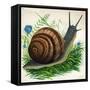 Snail-null-Framed Stretched Canvas