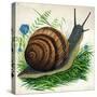 Snail-null-Stretched Canvas