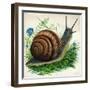 Snail-null-Framed Giclee Print