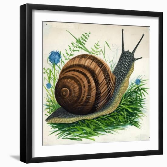 Snail-null-Framed Giclee Print