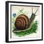 Snail-null-Framed Giclee Print