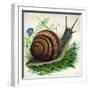 Snail-null-Framed Giclee Print