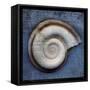 Snail-John W Golden-Framed Stretched Canvas