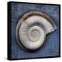 Snail-John W Golden-Stretched Canvas