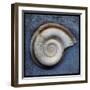Snail-John W Golden-Framed Giclee Print