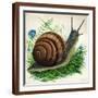 Brown Frame