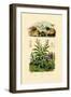 Snails, 1833-39-null-Framed Giclee Print