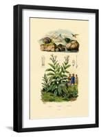 Snails, 1833-39-null-Framed Giclee Print
