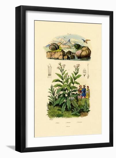 Snails, 1833-39-null-Framed Giclee Print