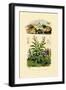 Snails, 1833-39-null-Framed Giclee Print