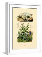 Snails, 1833-39-null-Framed Giclee Print