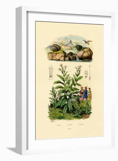 Snails, 1833-39-null-Framed Giclee Print