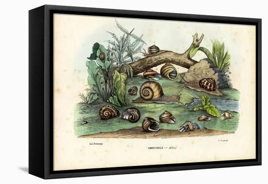 Snails, 1863-79-Raimundo Petraroja-Framed Stretched Canvas