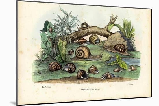 Snails, 1863-79-Raimundo Petraroja-Mounted Giclee Print
