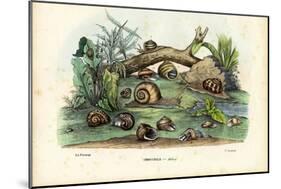 Snails, 1863-79-Raimundo Petraroja-Mounted Giclee Print