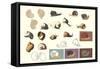 Snails and More Snails-null-Framed Stretched Canvas