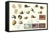 Snails and More Snails-null-Framed Stretched Canvas